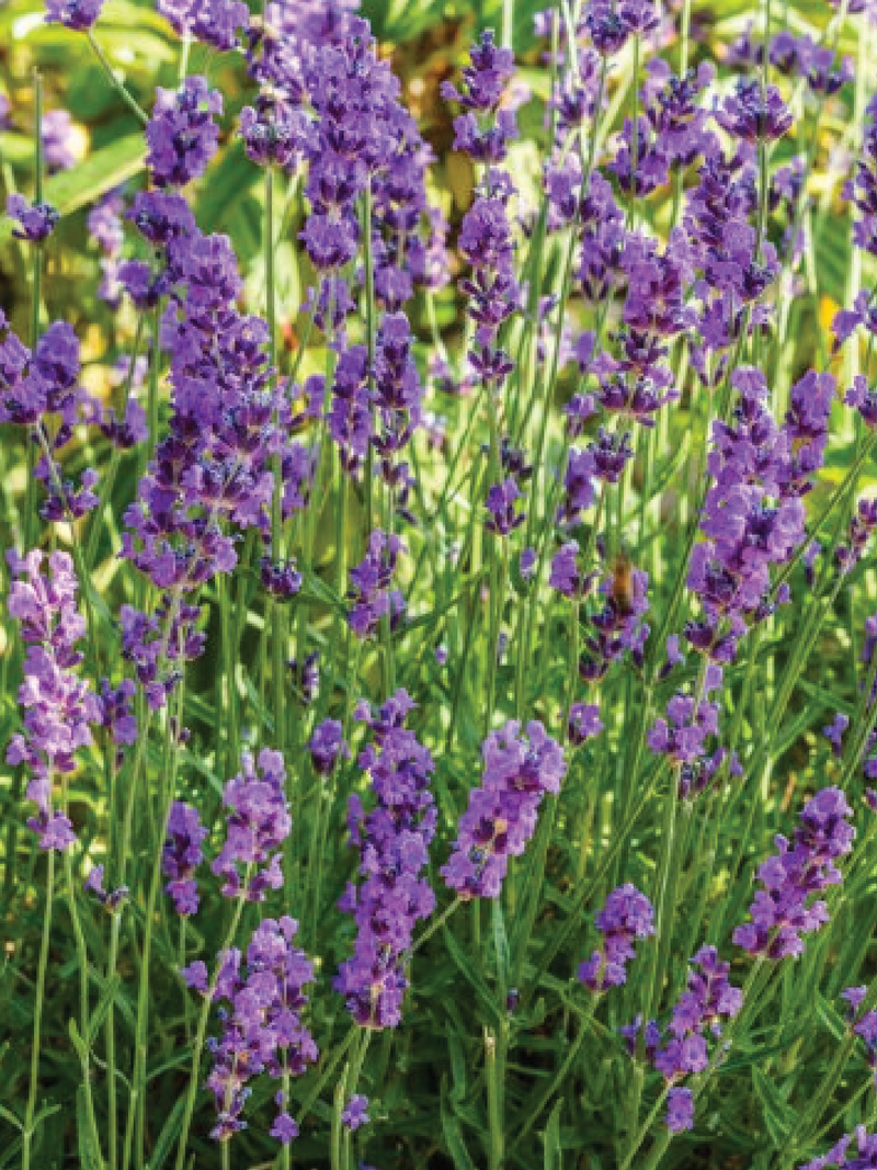LAVENDER MUNSTEAD SEEDS <br> بذور زهور اللافندر مونستيد