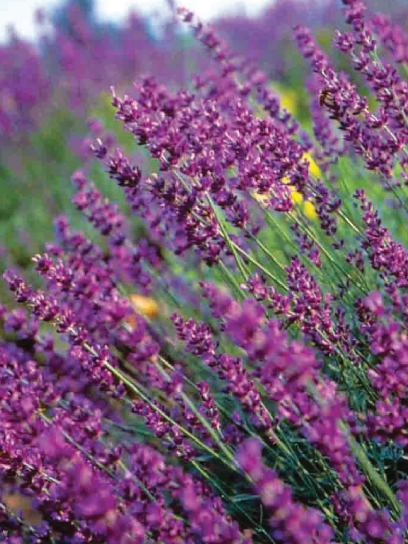 LAVENDER TRUE SEEDS <br> بذور لافندر ترو