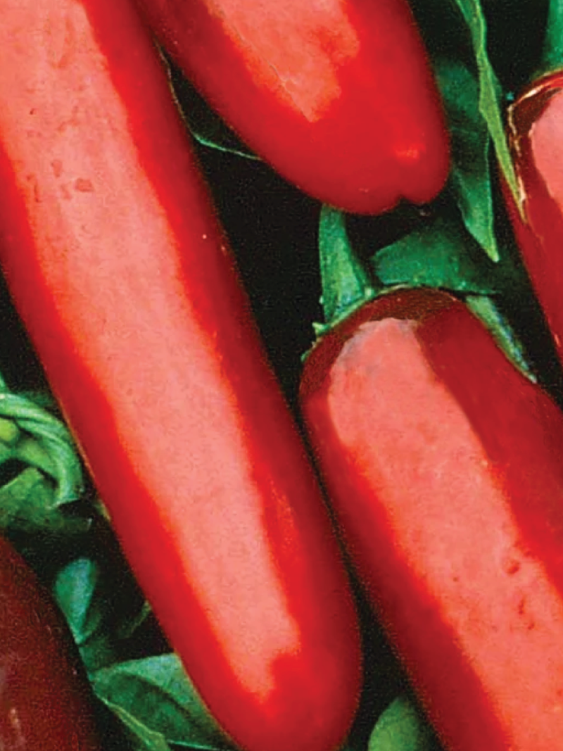PEPPER SERRANO CHILI SEEDS <br> بذور فلفل سيرانو الحار