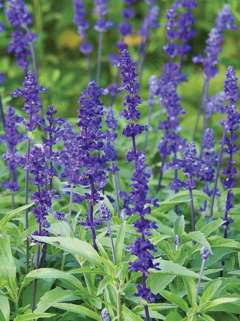 SALVIA BLUE BEDDER SEEDS <br> بذور زهور سالفيا بلو بيدر