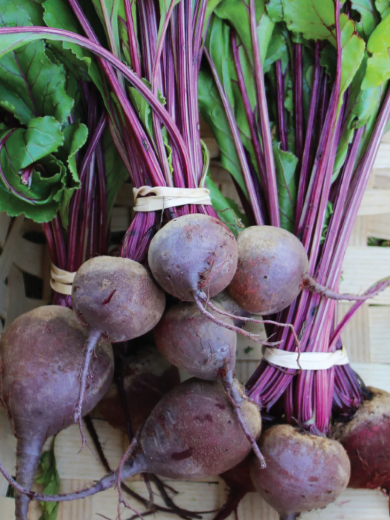 BEETROOT EARLY WONDER SEEDS <br> بذور الشمندر إيرلي وندر