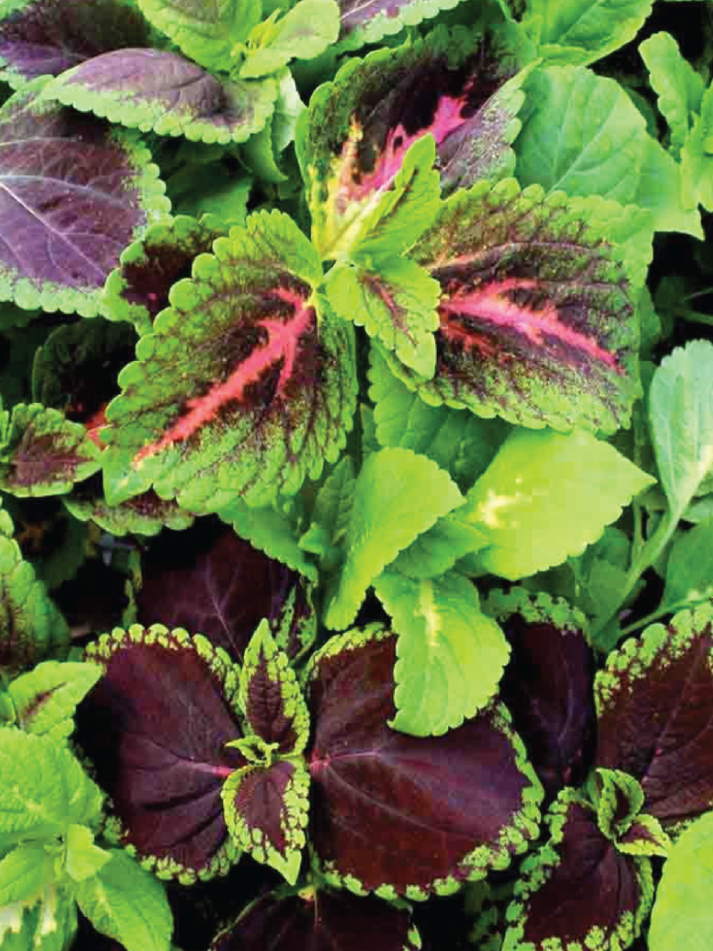 COLEUS RAINBOW MIX SEEDS <br> بذور السجاد قوس قزح