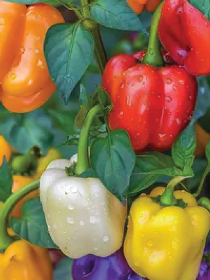 PEPPER GRAND BELL MIX SEEDS <br> بذور فلفل جراند بيل مكس
