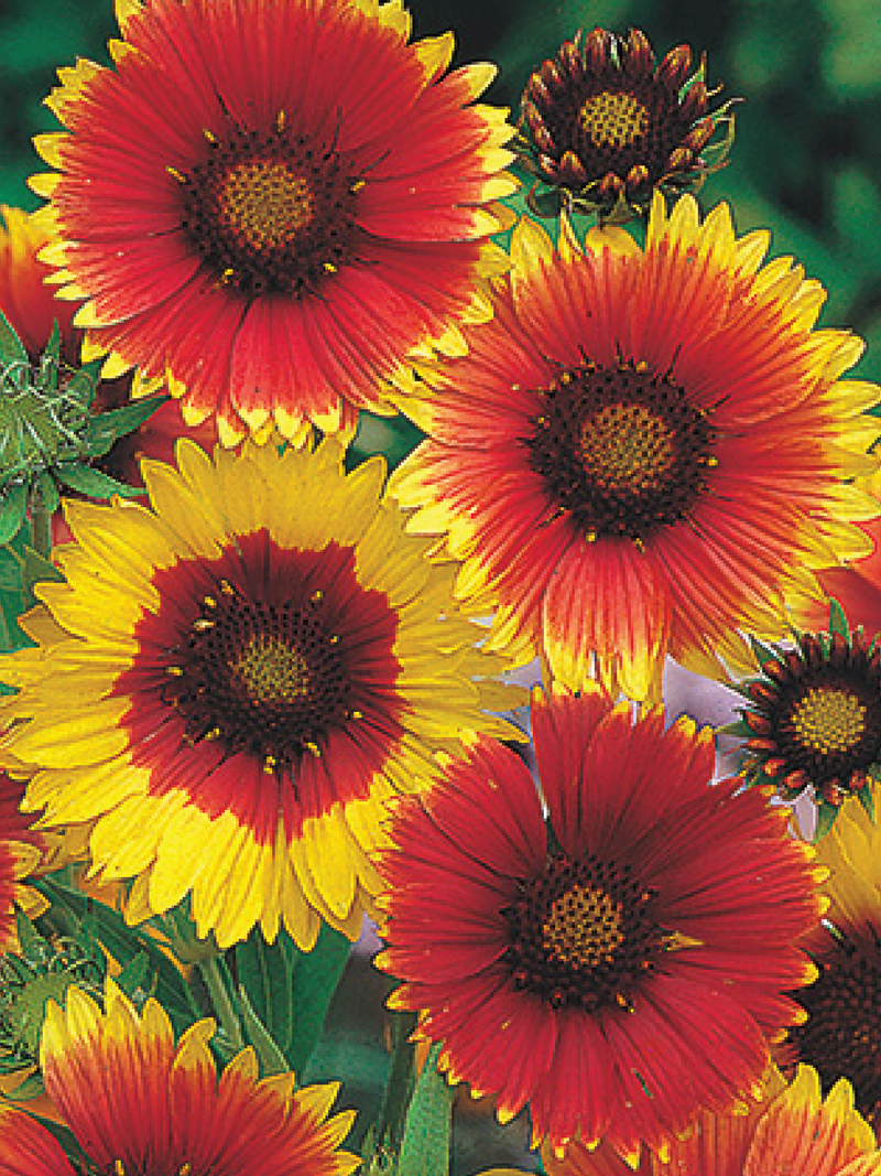 GAILLARDIA BLANKET FLOWER SEEDS <br> بذور زهور عنبر كشمير