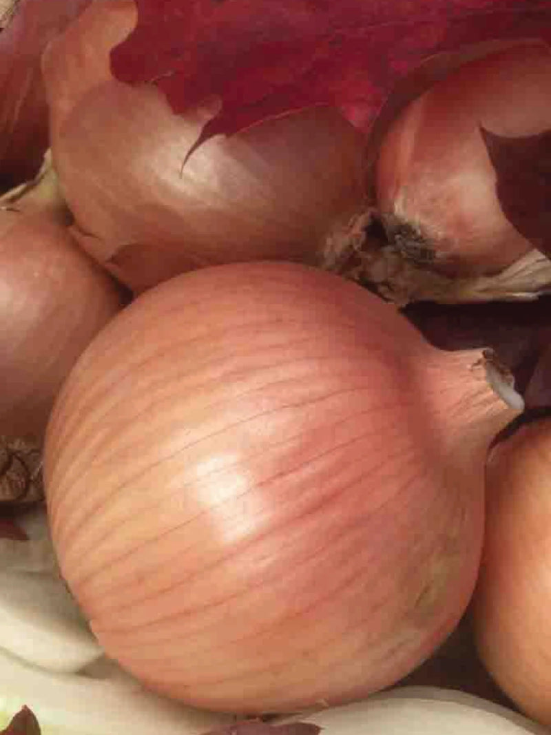 ONION SWEET SPANISH YELLOW UTAH SEEDS <br> بذور بصل سويت سبانيش يلو يوتا