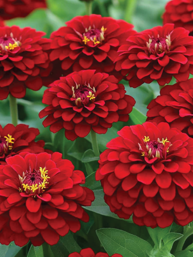 ZINNIA SCARLET FLAME SEEDS <br> بذور زهور زينيا اللهب الأحمر