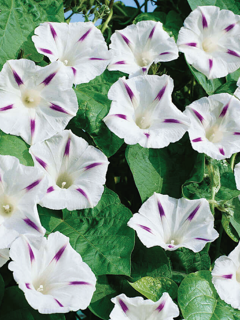 MILKY WAY MORNING GLORY SEEDS <br> بذور زهور مجد الصباح ميلكي واي