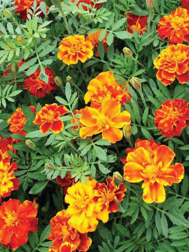 MARIGOLD DWARF BOLERO SEEDS <br> بذور زهور القطيفة القزمية بوليرو