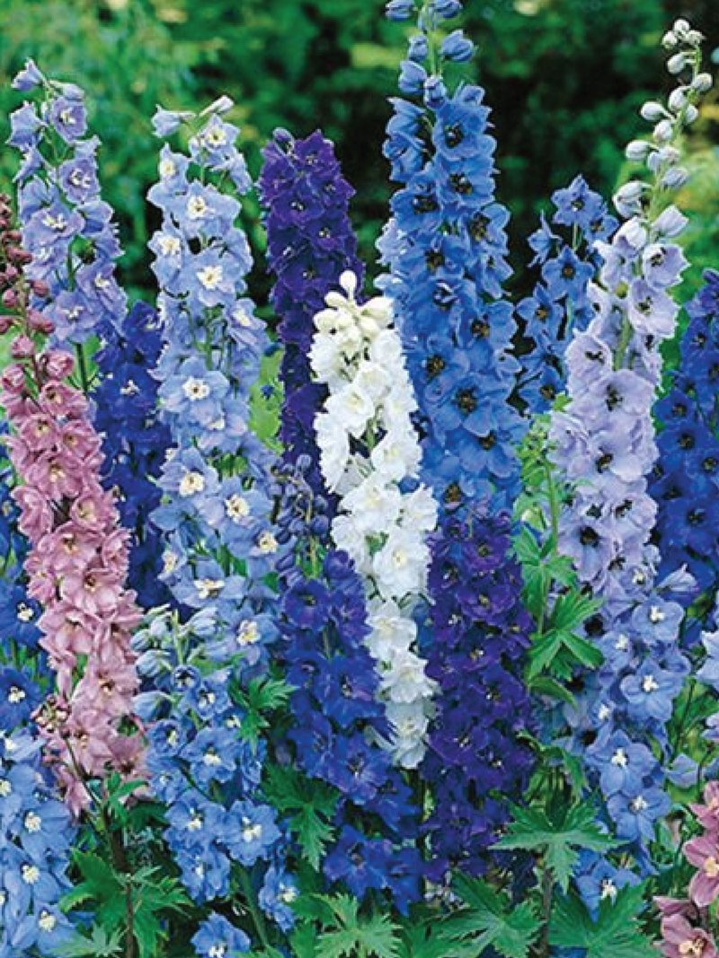 DELPHINIUM MAGIC FOUNTAIN MIX SEEDS <br> بذور زهور الدلفينيوم ماجيك فاونتن مكس