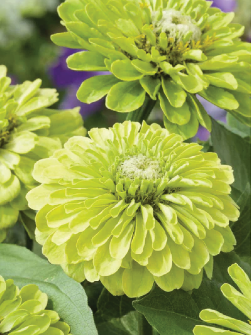 ZINNIA ENVY SEEDS <br> بذور زهور الزينيا إنفي