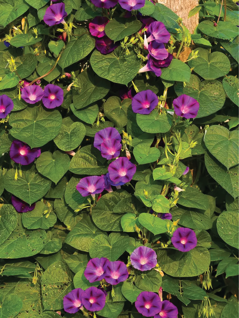 GRANDPA OTT MORNING GLORY SEEDS <br> بذور زهور مجد الصباح غراندبا أوت