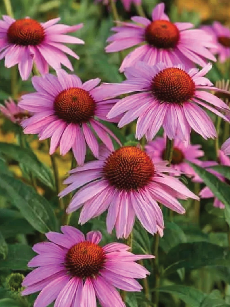 ECHINACEA FLOWER SEEDS <br>بذور زهور إشنسا