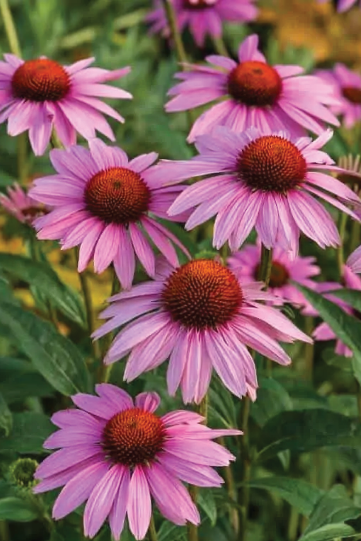 ECHINACEA FLOWER SEEDS <br>بذور زهور الأكنيشيا