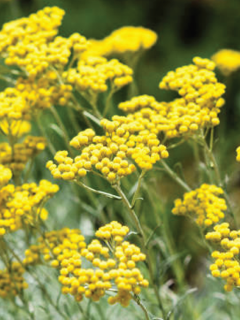 HELICHRYSUM TALL DOUBLE MIX SEEDS <br> بذور زهور الهيليكريسوم الدبل مكس