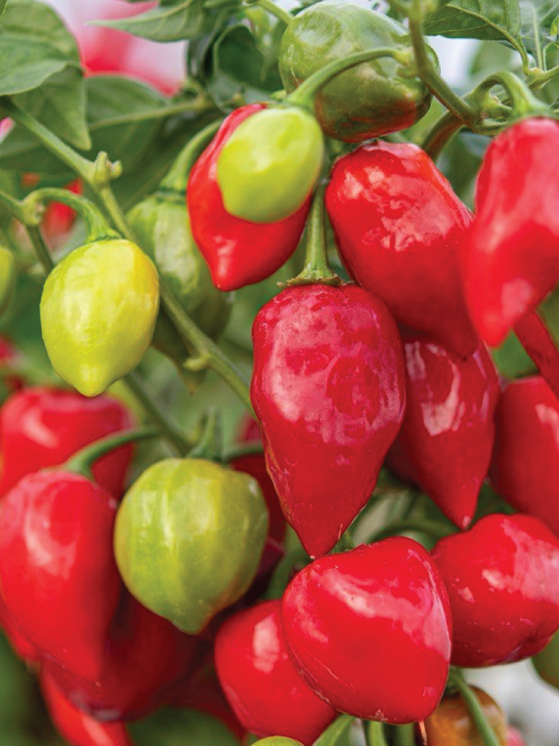 HABANERO HOT PEPPER SEEDS <br> بذور فلفل هابانيرو الحار
