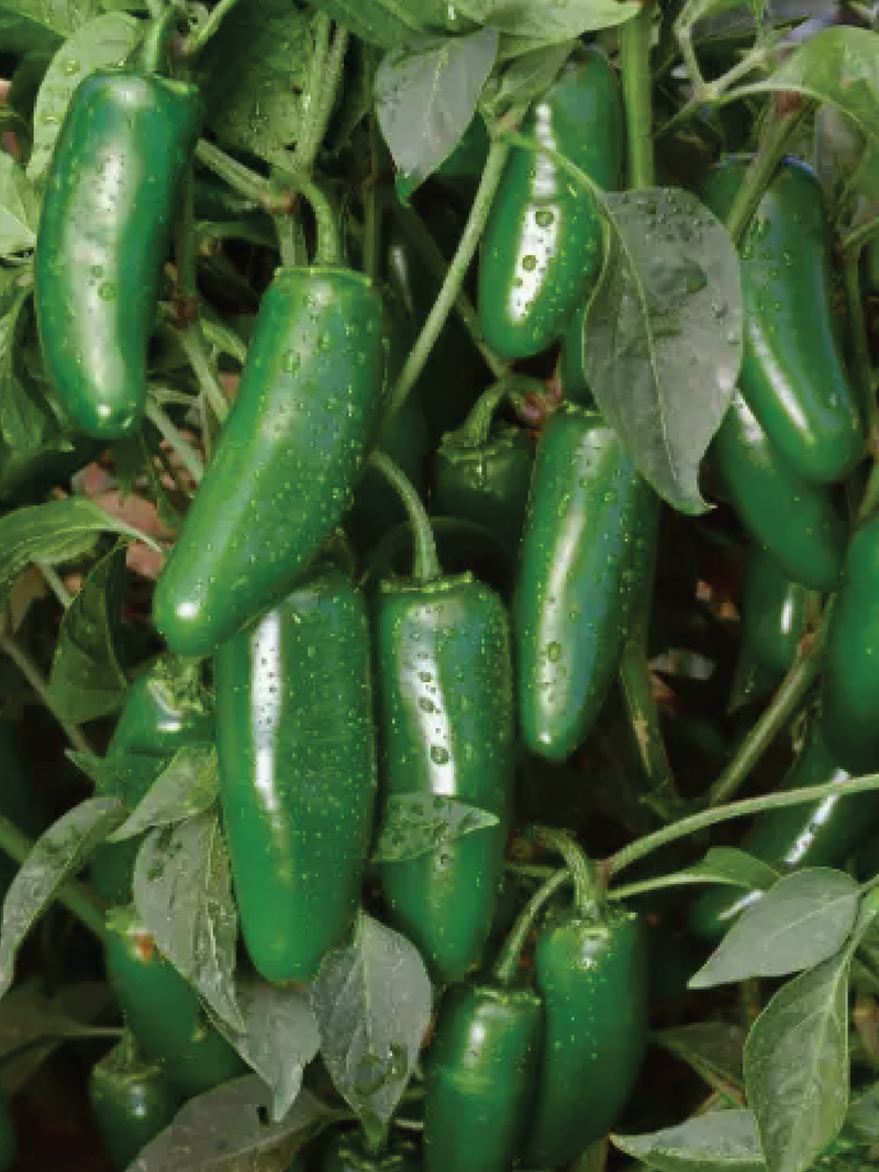 SERRANO CHILI HOT PEPPER SEEDS <br> بذور فلفل سيرانو الحار