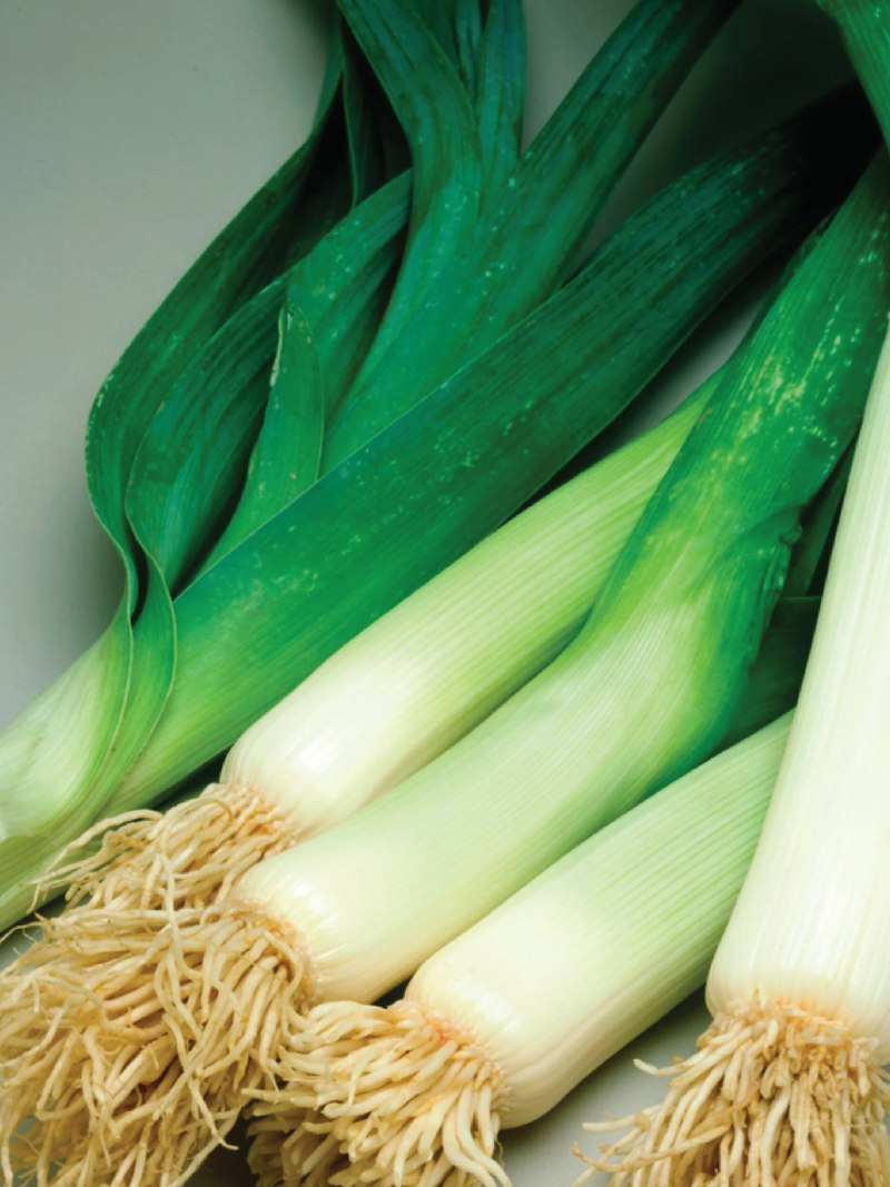LEEK SEEDS <br> بذور الكراث