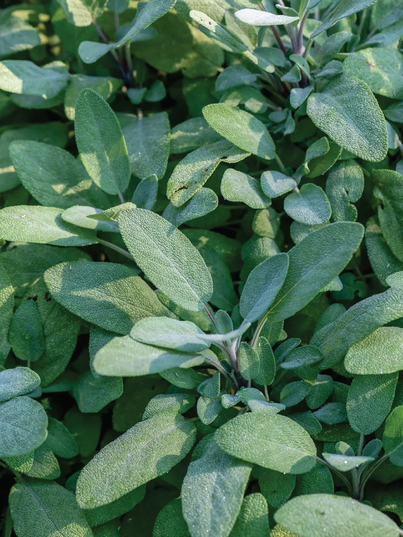 ORGANIC SAGE SEEDLING <br> شتلات المريمية العضوي
