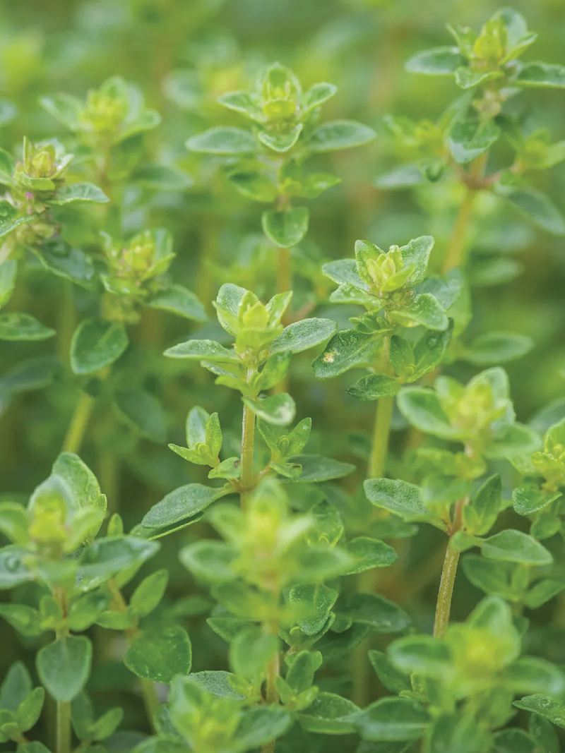THYME SEEDS <br> بذور الزعتر
