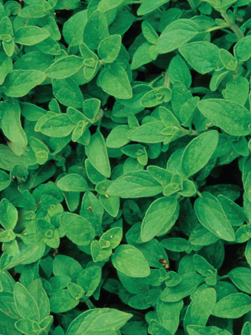 OREGANO SEEDS <br> بذور الأوريجانو
