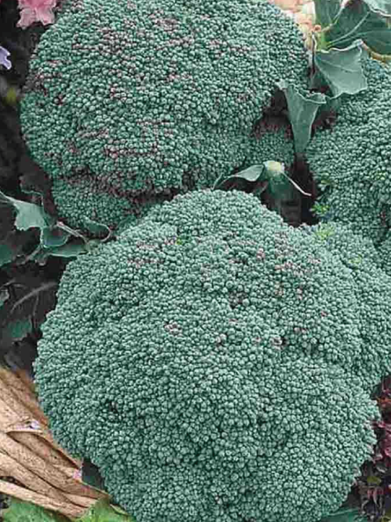 بذور البروكلي الكالابري <br> Calabrese Broccoli Seeds