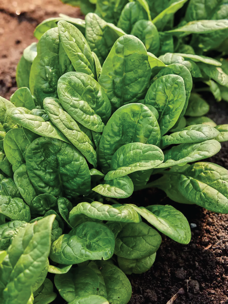 SPINACH SEEDS <br> بذور السبانخ