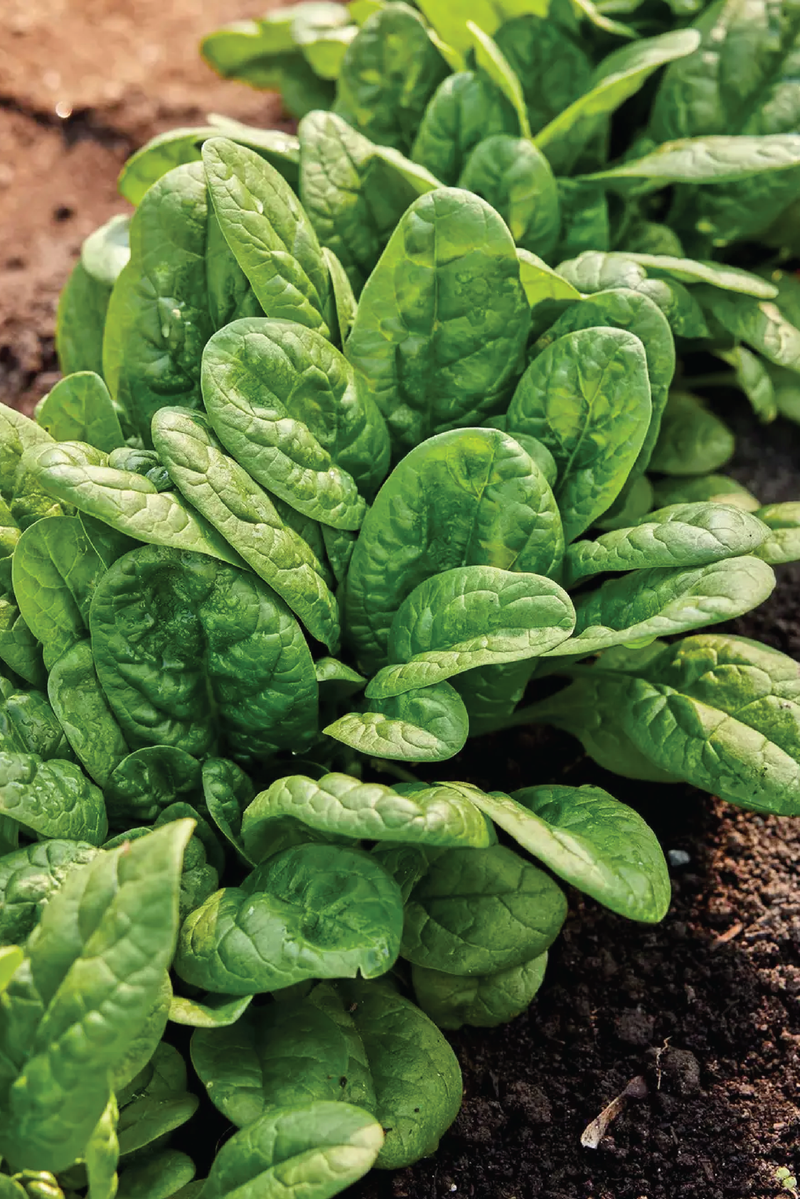 SPINACH SEEDS <br> بذور السبانخ