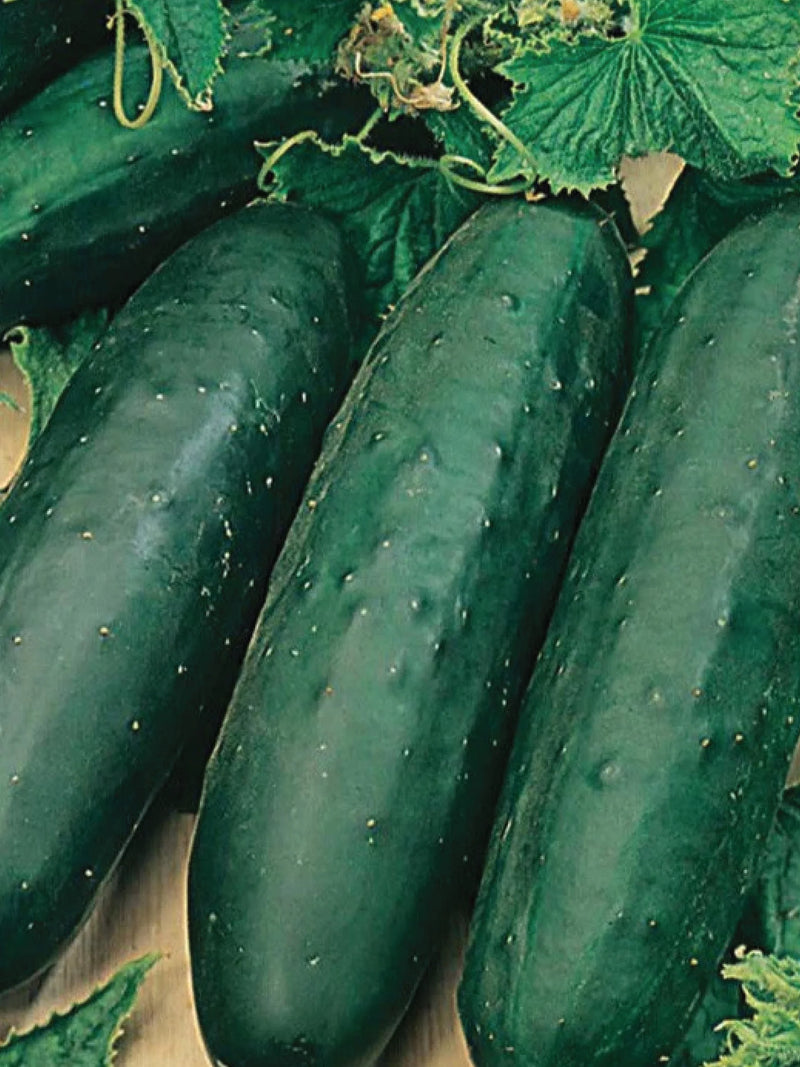 ORGANIC CUCUMBER MARKETMORE SEEDLING<br> شتلات خيار ماركت مور العضوية