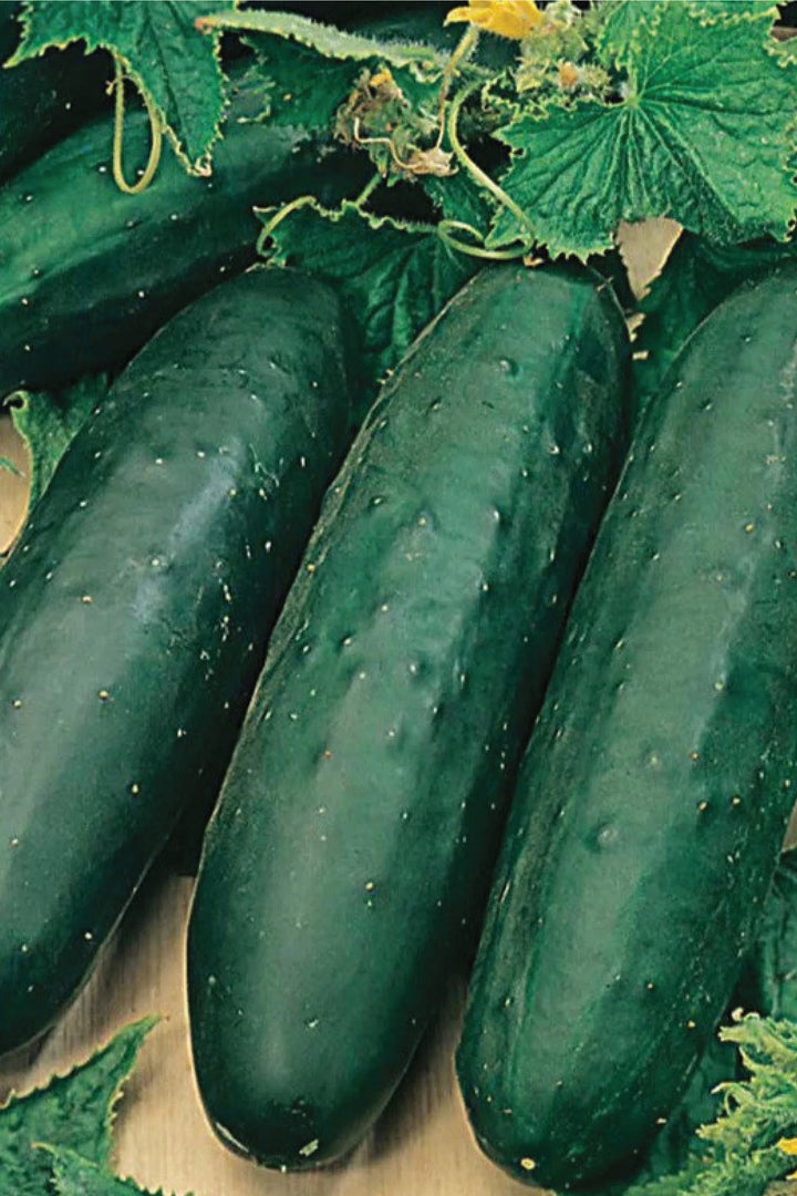 ORGANIC CUCUMBER MARKETMORE SEEDLING<br> شتلات خيار ماركت مور العضوية