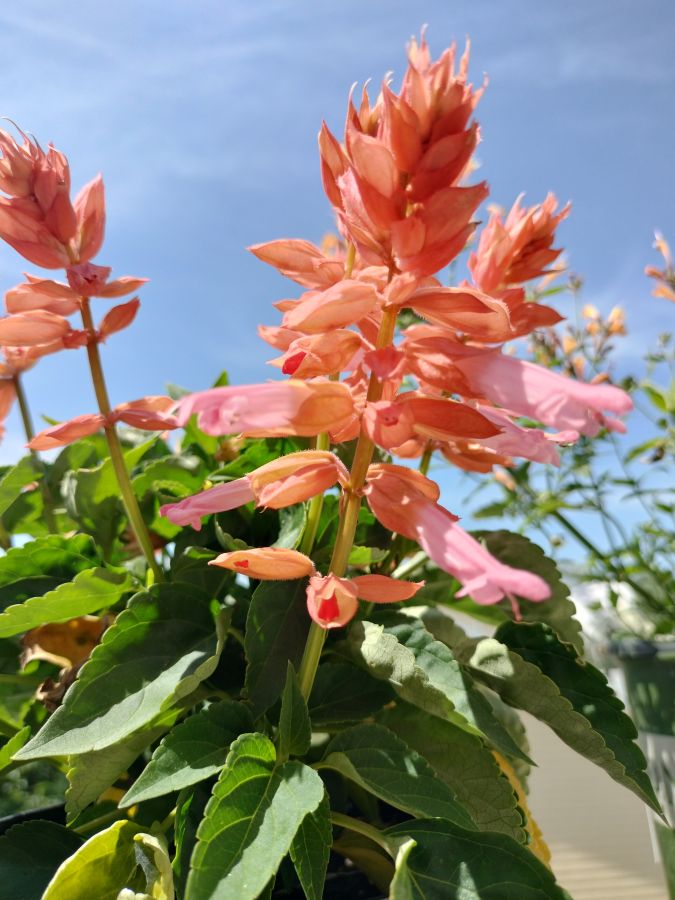 SALVIA AMORE ROSE SEEDLING<br> شتلات زهور السالفيا آمور روز