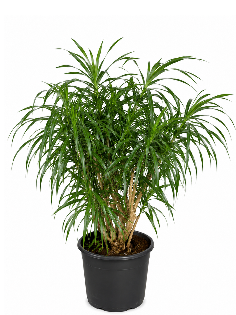 DRACENA DRACO (YUCCA DRAGON TREE)