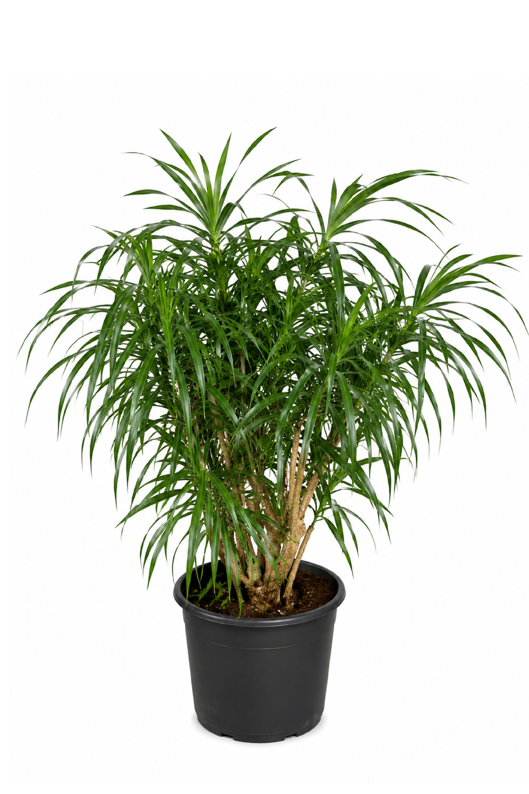 DRACENA DRACO (YUCCA DRAGON TREE)