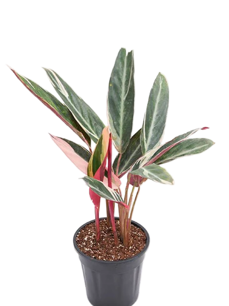 CALATHEA TRIOSTAR PLANT