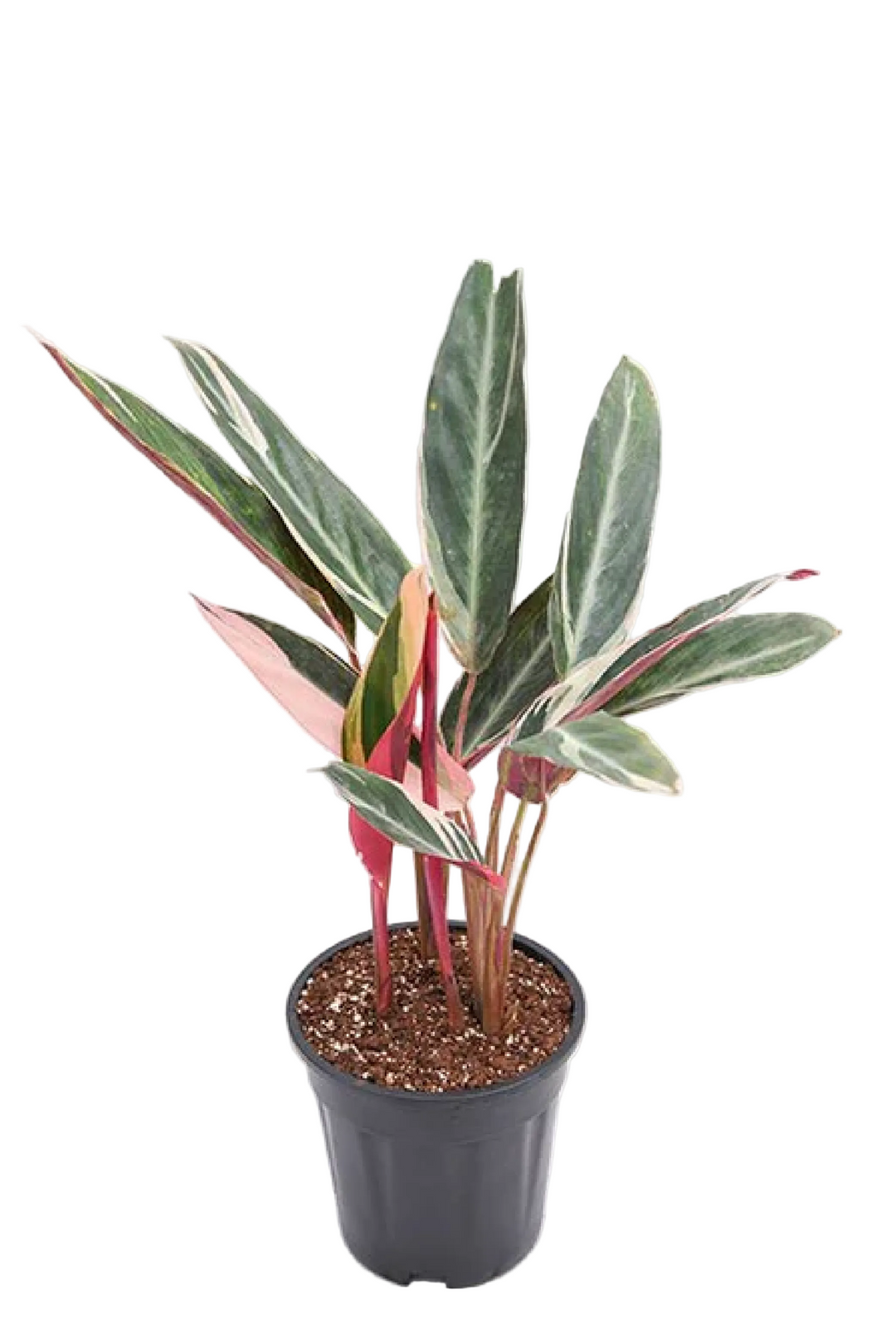 CALATHEA TRIOSTAR PLANT