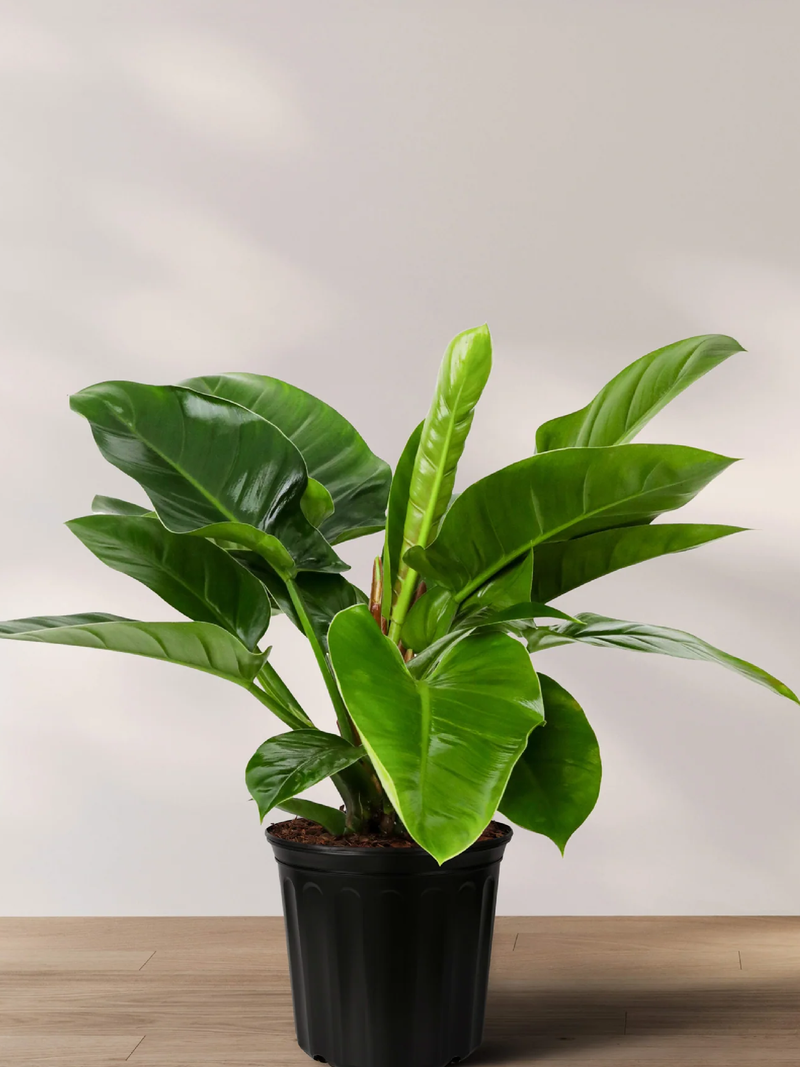 PHILODENDRON PLANT