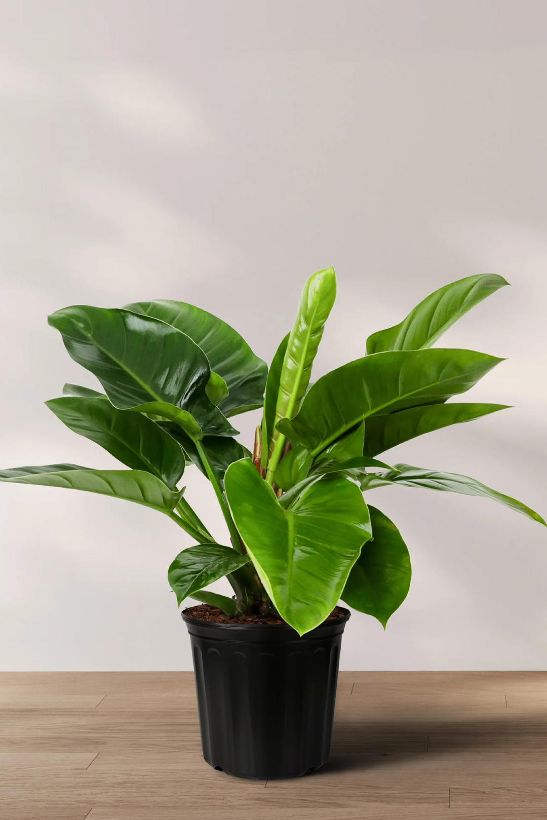 PHILODENDRON PLANT