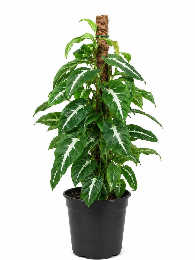 SYNGONIUM WENDLANDII BLACK VELVET PLANT