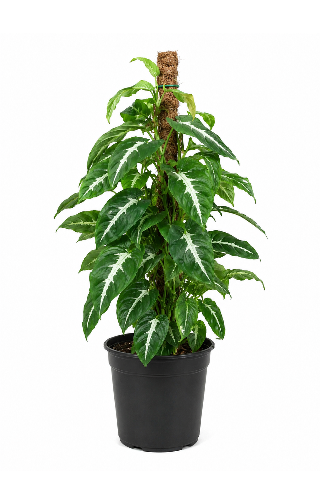 SYNGONIUM WENDLANDII BLACK VELVET PLANT