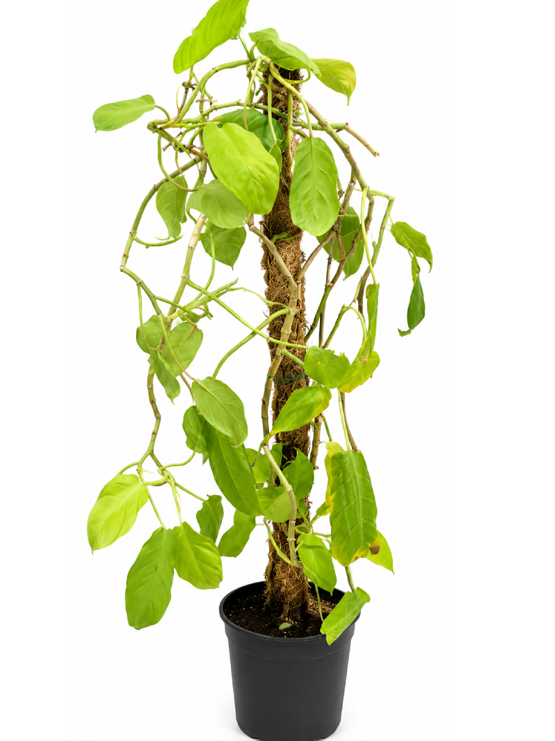 GOLDEN POTHOS MONEY PLANT