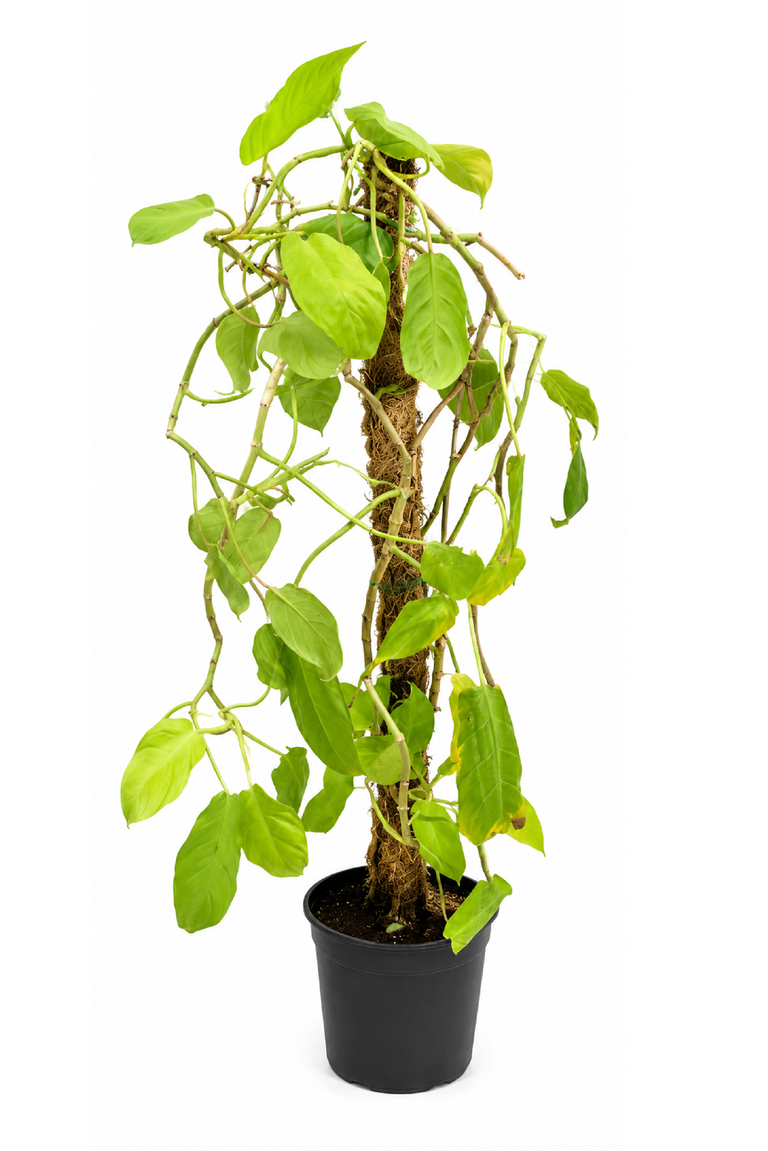 GOLDEN POTHOS MONEY PLANT