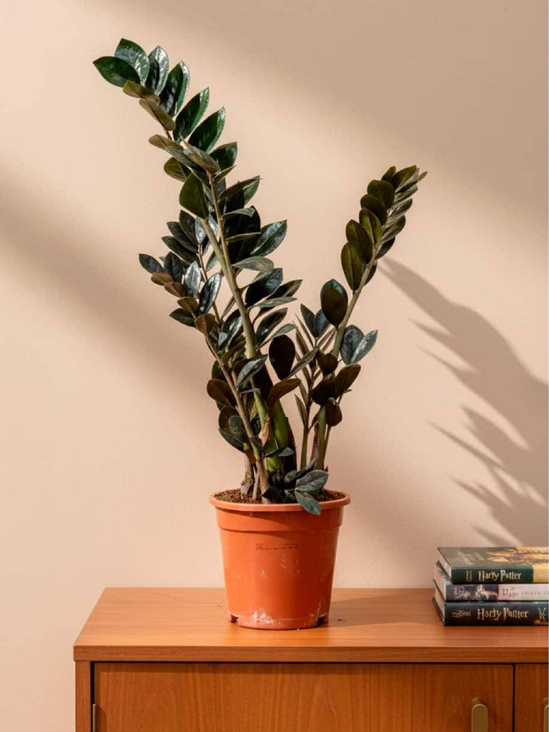 SPECIAL ZZ PLANT