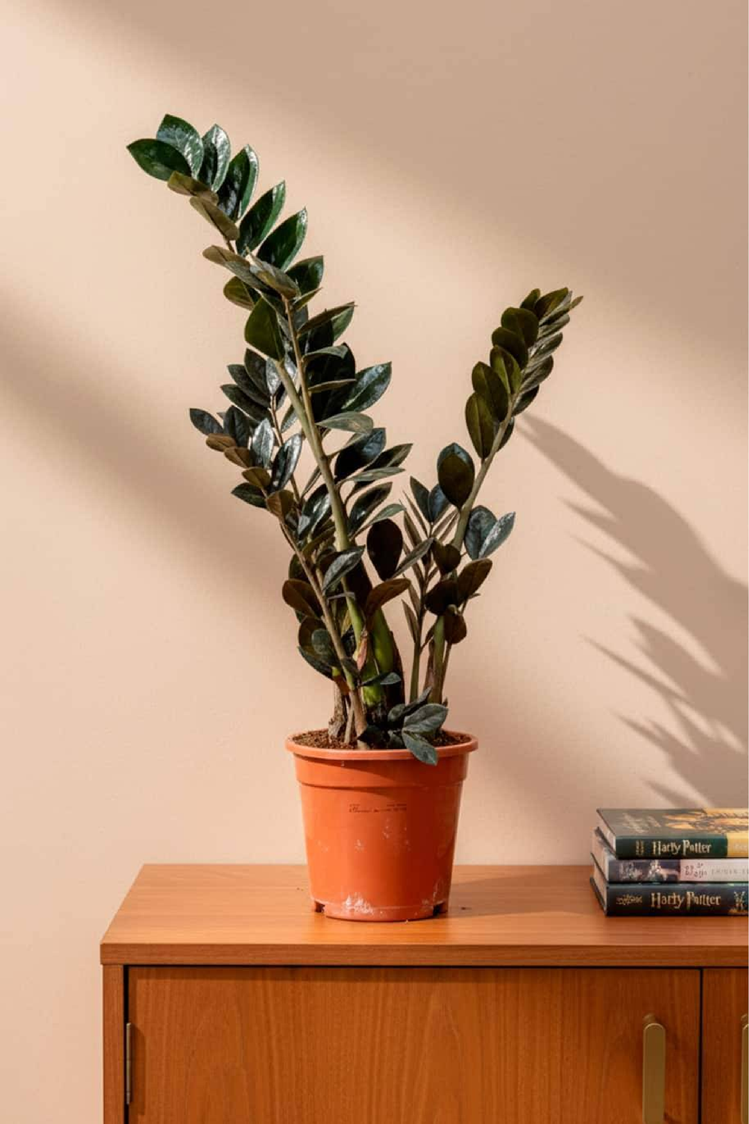 SPECIAL ZZ PLANT