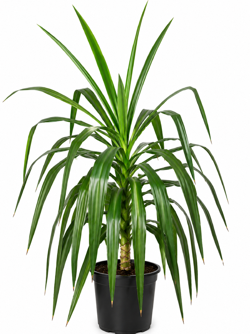 YUCCA PLANT