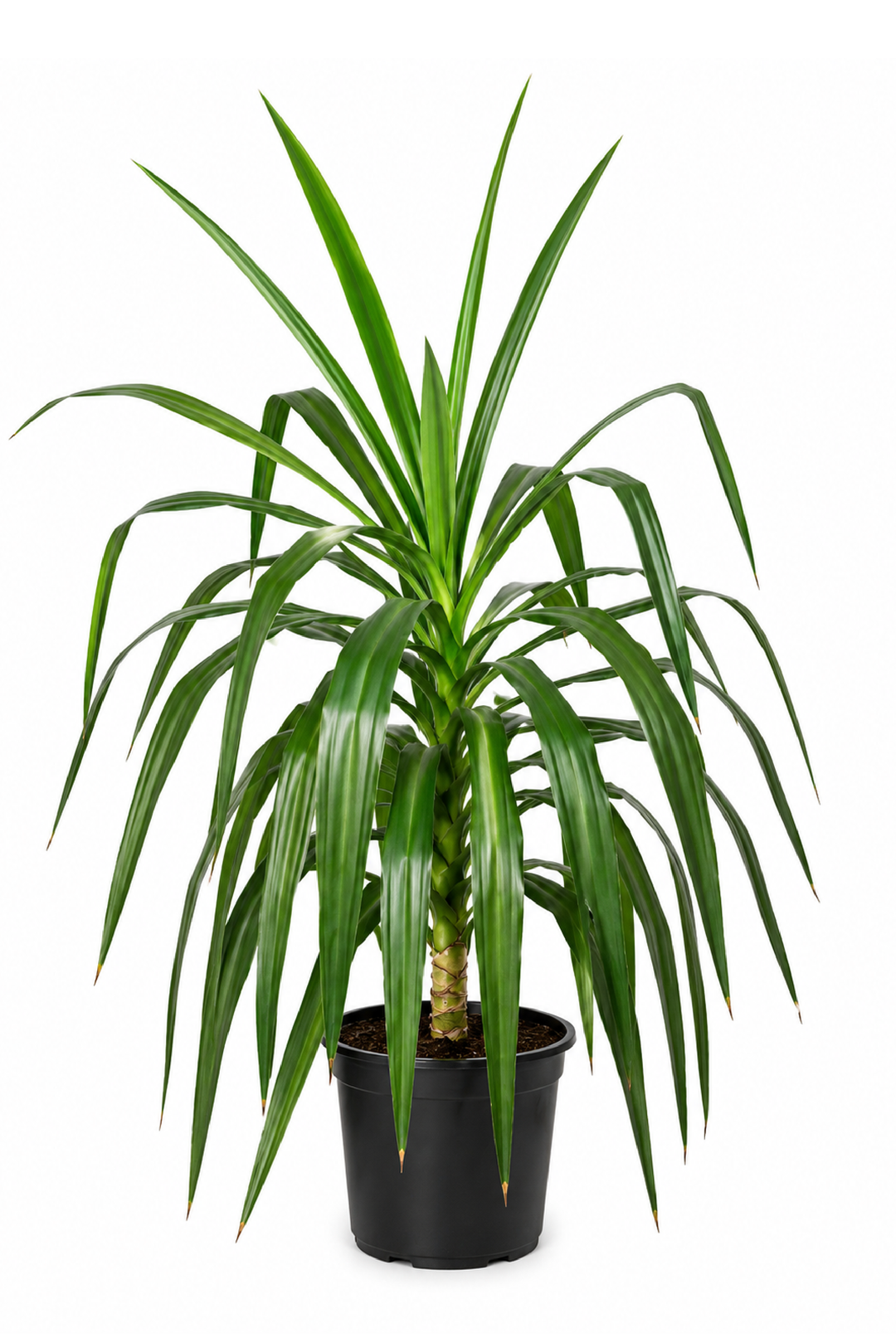 YUCCA PLANT