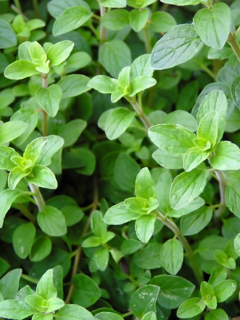ORGANIC OREGANO SEEDLING