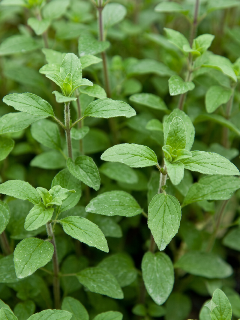 ORGANIC OREGANO SEEDLING
