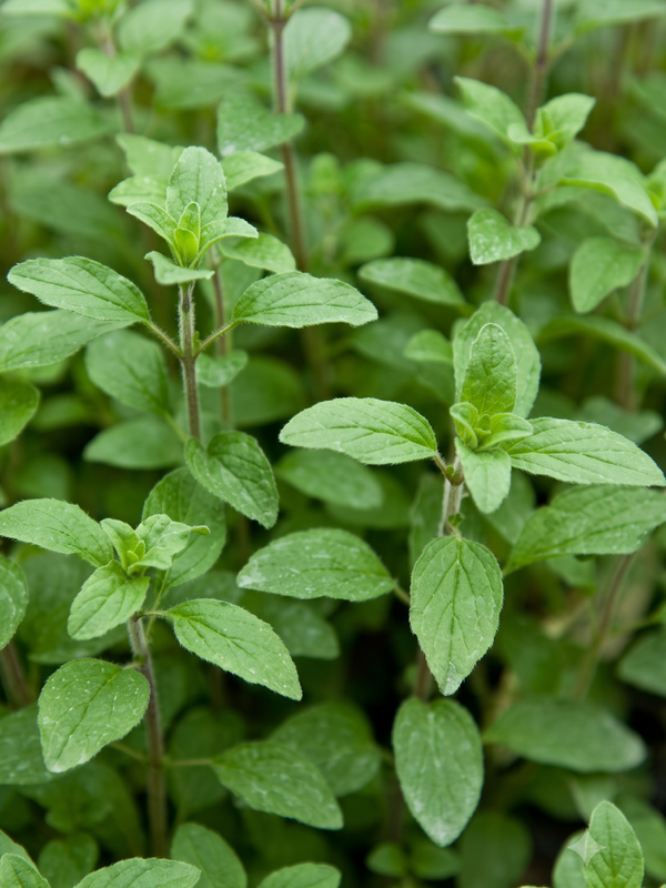 ORGANIC OREGANO SEEDLING