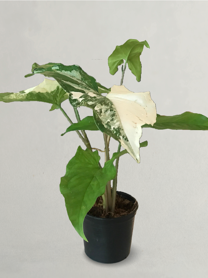 Syngonium Albo Variegated Arrowhead Plant
