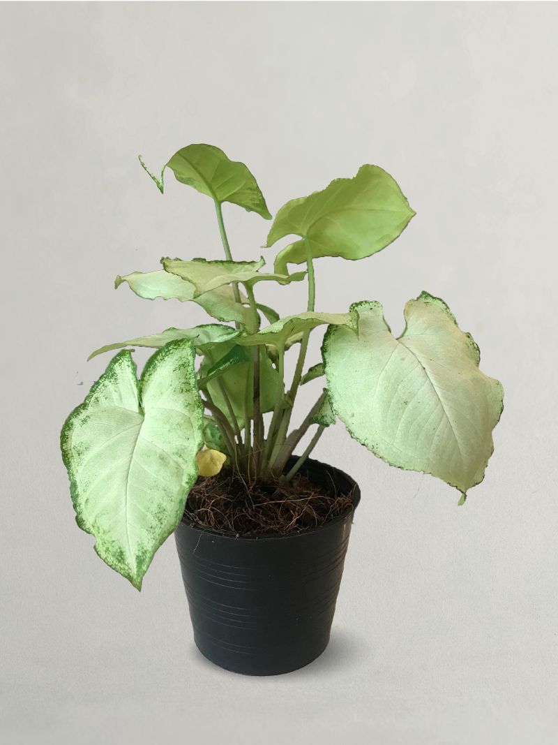 Caladium White Snow Arrowhead