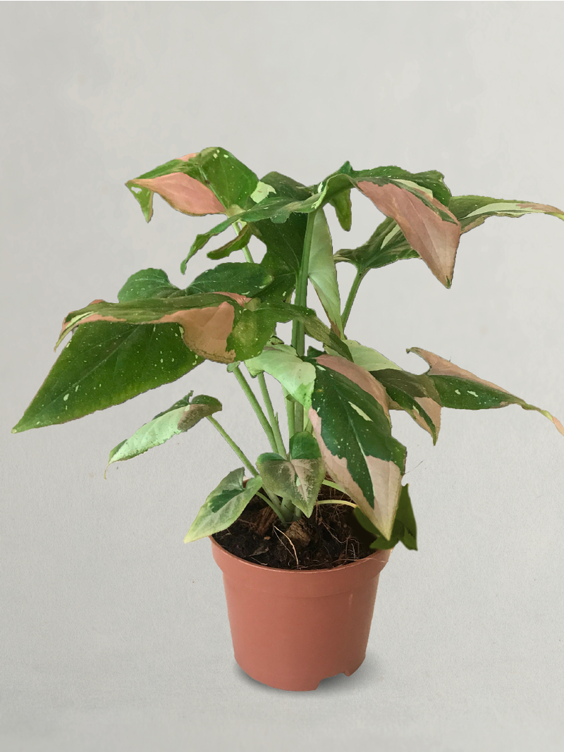 SYNGONIUM PINK SPOT TRICOLOR